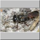 Tachysphex obscuripennis - Grabwespe w10d 9mm Sandgrube Niedringhaussee.jpg